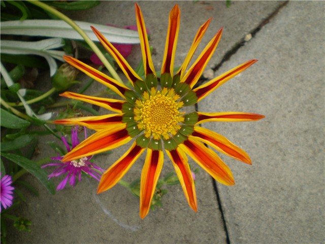 gazanija